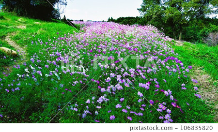 Fantastic listed cosmos on the plateau, Izumi City, Kagoshima Prefecture 106835820