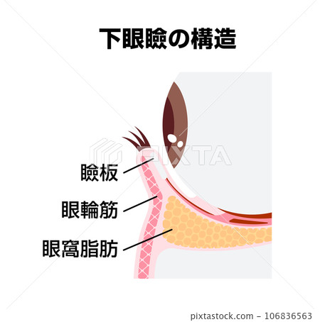 下眼瞼的結構/橫截面視圖矢量圖 106836563