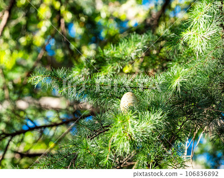 A very large Himalayan cedar pine cone 106836892