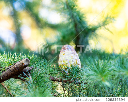A very large Himalayan cedar pine cone 106836894