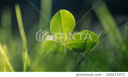 clearing with green clover. Field for St. Patricks Day clearing with green clover. Field for St. Patricks Day 106837072