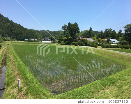 Early summer rural landscape with rice fields in Isumi City, Chiba Prefecture Early summer rural landscape with rice fields in Isumi City, Chiba Prefecture 106837110