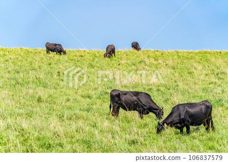 大豆岬牧場放牧大豆黑毛牛肉 106837579