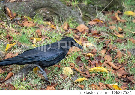 烏鴉(腐肉烏鴉) 烏鴉(腐肉烏鴉) 106837584