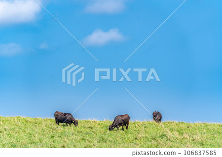 Cape Soya Ranch Soya Black Beef Grazing 106837585