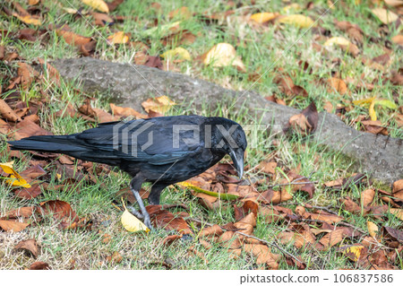 Crow (carrion crow) 106837586