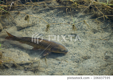 carp in the river carp in the river 106837595