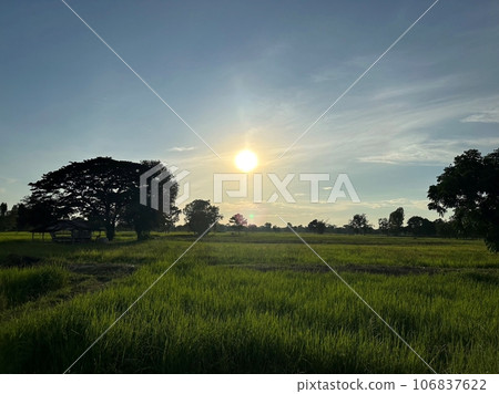 field field 106837622