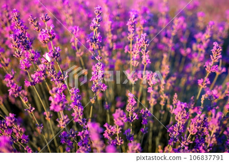 Lavender flower field closeup on sunset, fresh purple aromatic flowers for natural background. Design template for lifestyle illustration. Violet lavender field in Provence, France. Lavender flower field closeup on sunset, fresh purple aromatic flowers for natural background. Design template for lifestyle illustration. Violet lavender field in Provence, France. 106837791