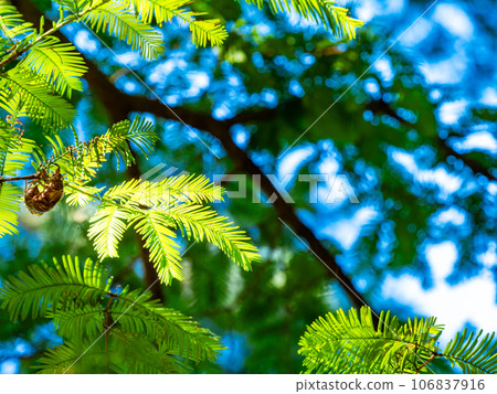 Cicada shells that emerged from new leaves of Metasequoia 106837916