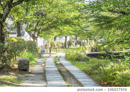 Path of Philosophy Summer Season Green Trees Path of Philosophy Summer Season Green Trees 106837950