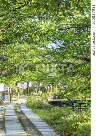 Path of Philosophy Summer Season Green Trees Path of Philosophy Summer Season Green Trees 106837951