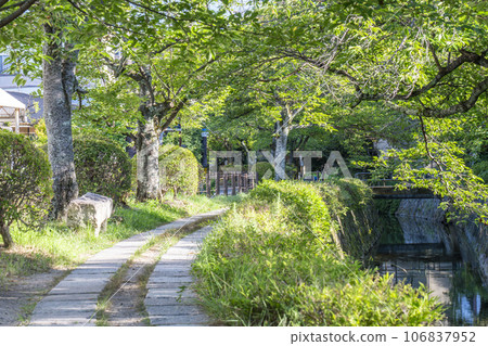 Path of Philosophy Summer Season Green Trees Path of Philosophy Summer Season Green Trees 106837952