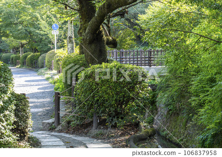 夏季綠樹的哲學之路 106837958