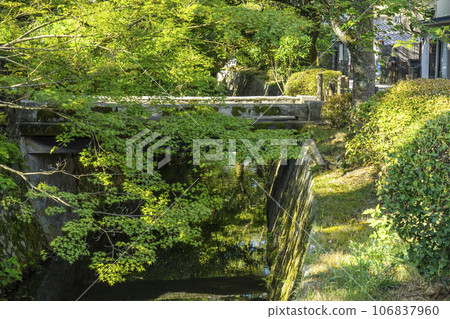 Path of Philosophy Summer Season Green Trees Path of Philosophy Summer Season Green Trees 106837960