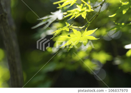 哲學之路，夏日，藍楓葉在朝陽下透明 106837970