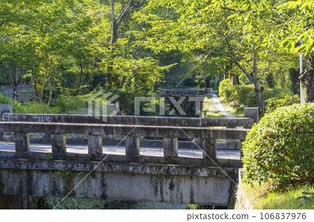 夏季綠樹的哲學之路 夏季綠樹的哲學之路 106837976