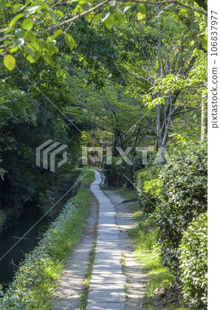 夏季綠樹的哲學之路 106837977
