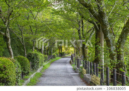 Path of Philosophy Summer Season Green Trees Path of Philosophy Summer Season Green Trees 106838005