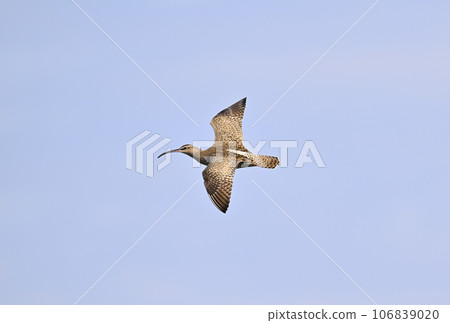 中shashigi的飛行 中shashigi的飛行 106839020