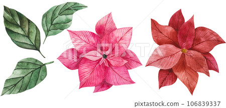 Watercolor illustration of poinsettia flowers in red and pink with green vibrant leaves. Isolated clipart for Christmas design, prints, stickers, packaging, textiles. Festive flower for compositions 106839337