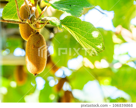 Kiwi fruit ready to eat 106839868