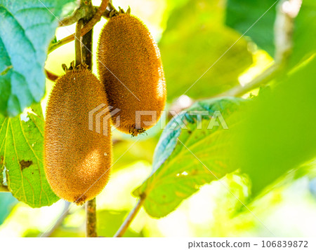 Kiwi fruit ready to eat 106839872