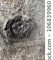 texture 106839960