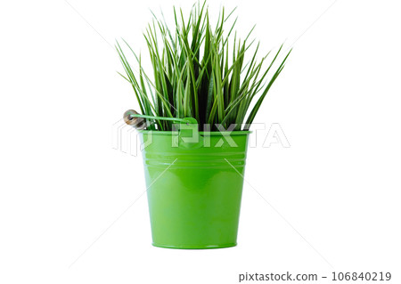 Close-up of fresh juicy high green grass growing in green metal bucket flowerpot with wooden handle on white background. Close-up of fresh juicy high green grass growing in green metal bucket flowerpot with wooden handle on white background. 106840219