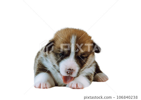 Portrait of brown white puppy of dog welsh pembroke corgi lying on white background, showing tongue, licking paw. Portrait of brown white puppy of dog welsh pembroke corgi lying on white background, showing tongue, licking paw. 106840238