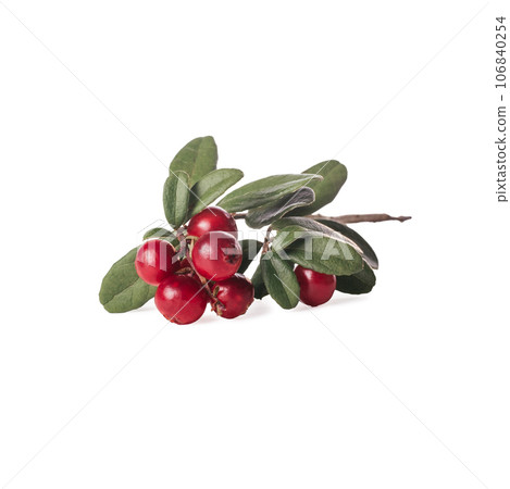 Close-up of twig of lingonberry cowberry bearberry red bilberry with ripe red berries, green leaves on white background. 106840254