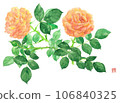 Two orange roses 106840325