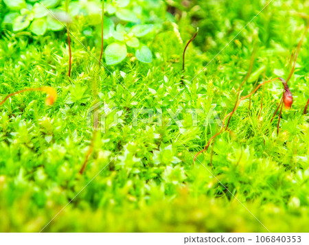 A microscopic world, a close-up of moss that looks like a tropical jungle 106840353