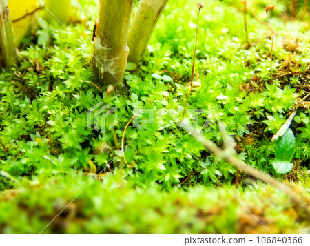 微觀世界，苔蘚特寫，看起來像熱帶叢林 106840366