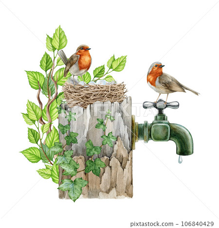 Couple of garden robins on the nest. Cozy springtime wildlife nature scene. Watercolor illustration. Robin birds made the nest on a garden water tap, covered with leaves and ivy. White background Couple of garden robins on the nest. Cozy springtime wildlife nature scene. Watercolor illustration. Robin birds made the nest on a garden water tap, covered with leaves and ivy. White background 106840429