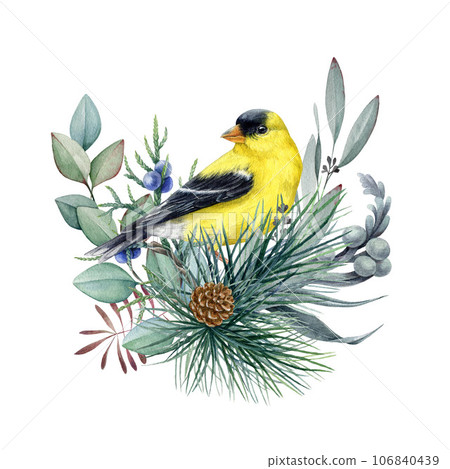 Winter decor with goldfinch bird, eucalyptus and conifer. Watercolor illustration. Hand drawn nature style decoration with goldfinch, pine, eucalyptus. Wintertime cozy natural decor. White background 106840439