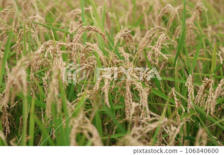 [Video included] Rice cultivation scene, September, before harvest 106840600