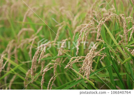 [Video included] Rice cultivation scene, September, before harvest 106840764