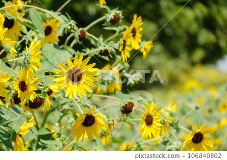 Park and sunflower field Sunfinity Nara Prefecture 106840802