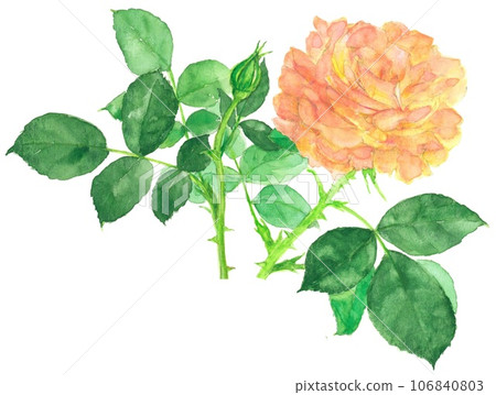 Large orange rose 106840803