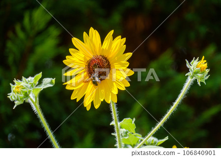 Sunfinity, a bee that collects sunflowers and honey 106840901