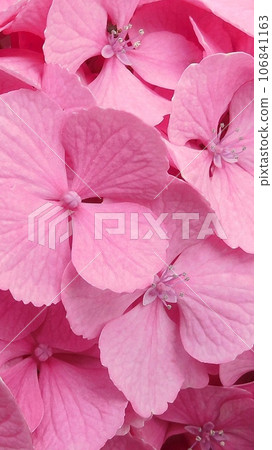 Smartphone wallpaper hydrangea flowers, buds, and sepals Smartphone wallpaper hydrangea flowers, buds, and sepals 106841163