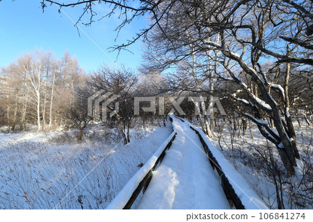 Winter sunshine 106841274