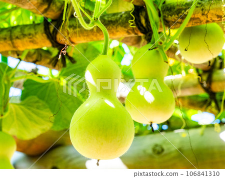 典型的夏季特徵：成熟的葫蘆 106841310