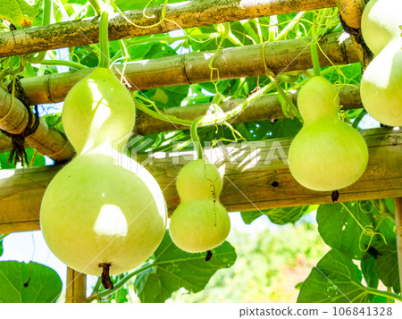 A typical summer feature: the heavily ripened gourds A typical summer feature: the heavily ripened gourds 106841328