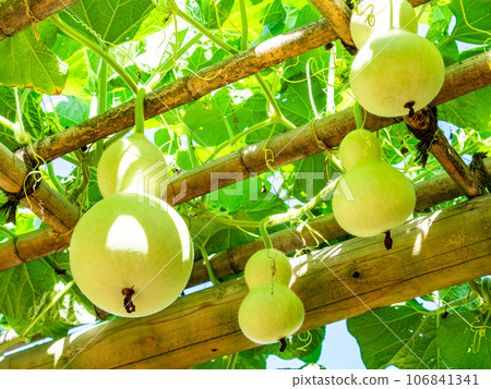 A typical summer feature: the heavily ripened gourds A typical summer feature: the heavily ripened gourds 106841341