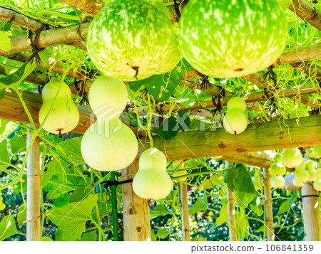 A typical summer feature: the heavily ripened gourds A typical summer feature: the heavily ripened gourds 106841359