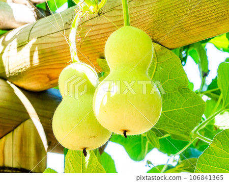 A typical summer feature: the heavily ripened gourds A typical summer feature: the heavily ripened gourds 106841365