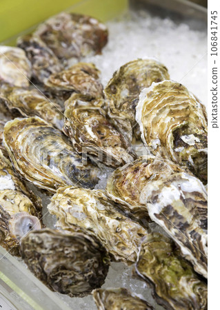 Rock oysters lined up at a fish shop Rock oysters lined up at a fish shop 106841745