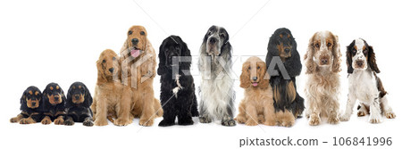 English Cocker Spaniels 106841996